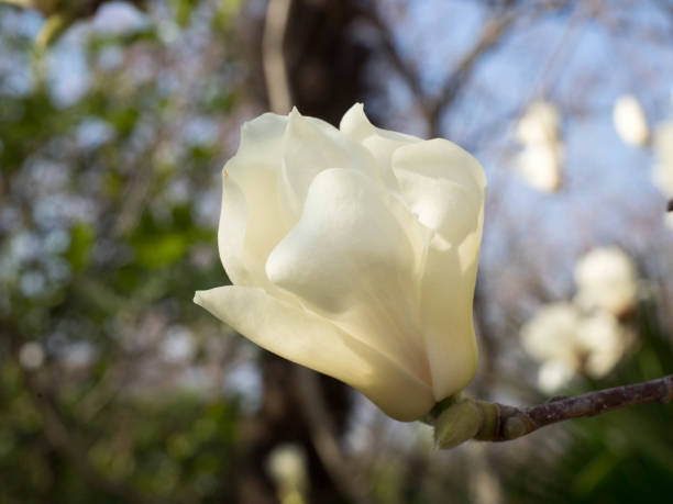 istock White magnolia flower on a branch 945251556