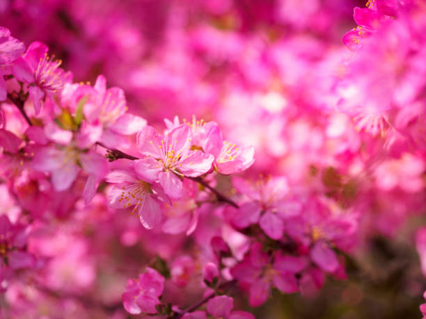 istock Red plum flowers with blur background 945252268