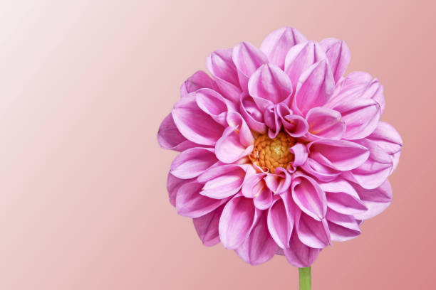 istock pink dahlia on a pink background - great 945252732