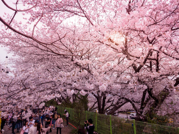 istock Beautiful cherry blossom sakura in spring 945253070