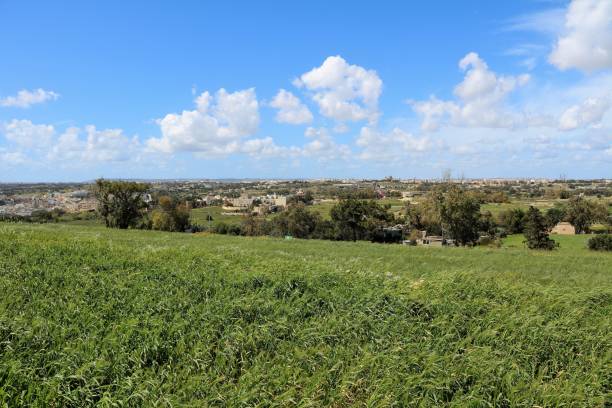 istock Cornfield in spring on the island of Malta 945253174