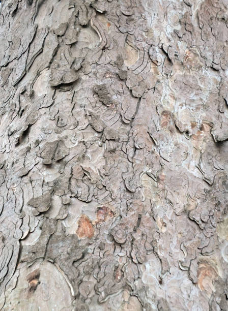 istock old beech bark with layered ringed texture of an old tree 945253372