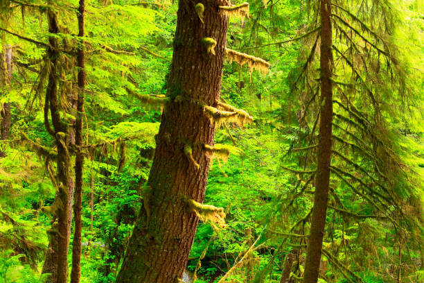 istock Pacific Northwest forest and Douglas fir trees 945253722