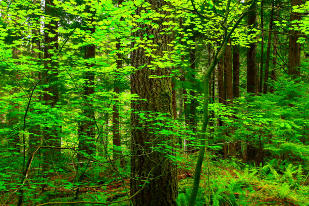 istock Pacific Northwest forest and Douglas fir trees 945258574