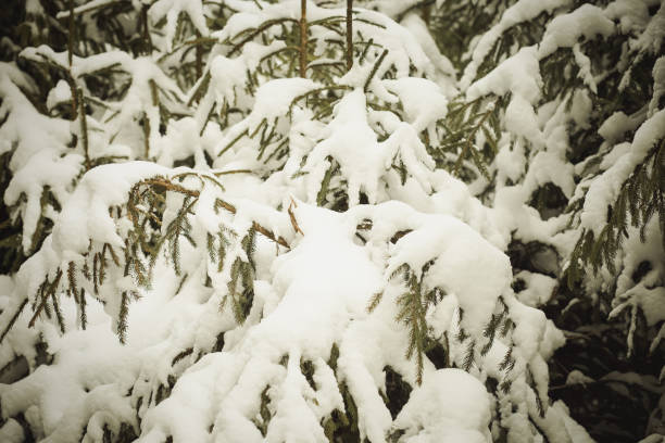 istock Snowy fir trees 945259336