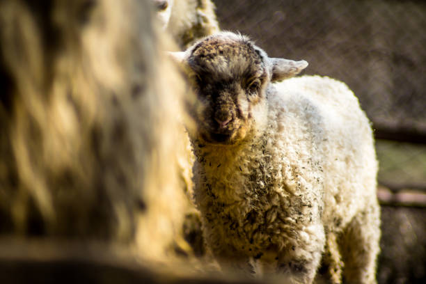 un agneau nouveau-né dans une ferme - romanian hay photos et images de collection