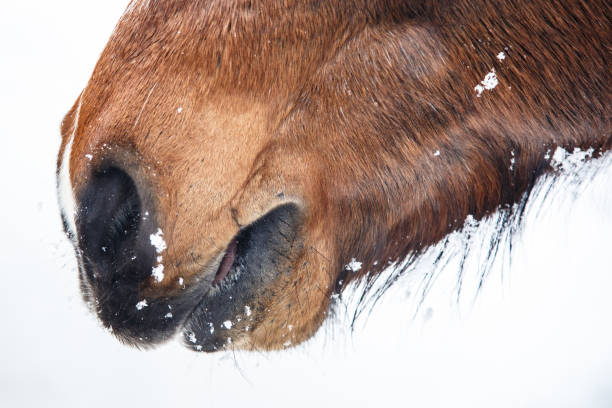 istock Brown horse nose close up 945263776