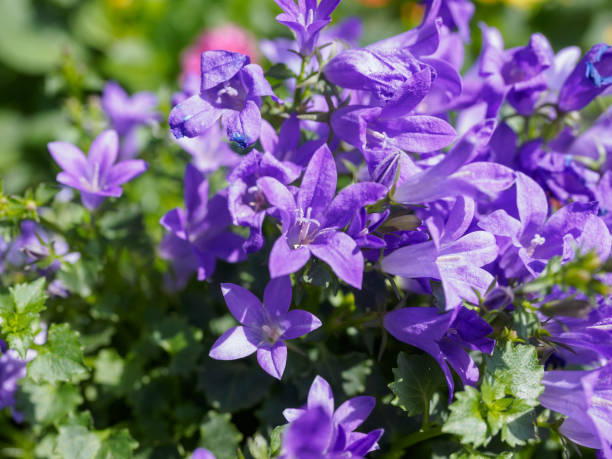 istock Purple spring flowers in the garden 945264908
