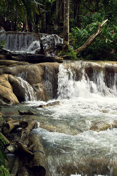 dunns ривер-фолс - waterfall tropical rainforest water jamaica стоковые фото и изображения