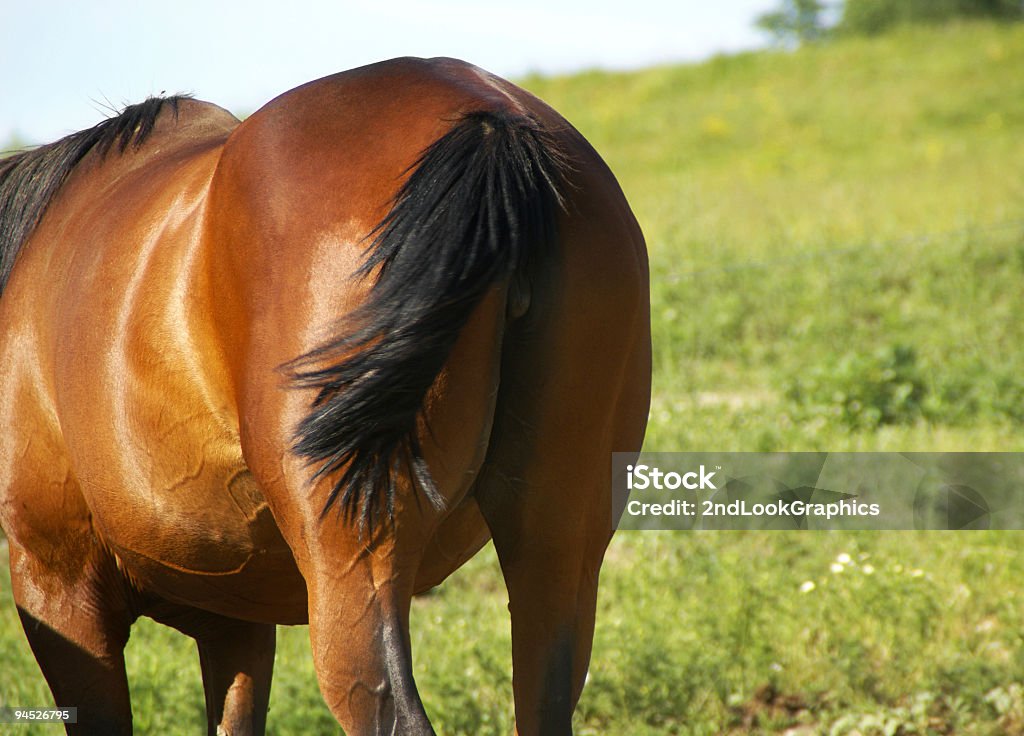 Cavalos Hind final - Royalty-free Nádega Foto de stock