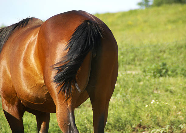 Mos Rear Horse 710+ Horses Rear End fotos de stock, imagens e fotos royalty-free - iStock