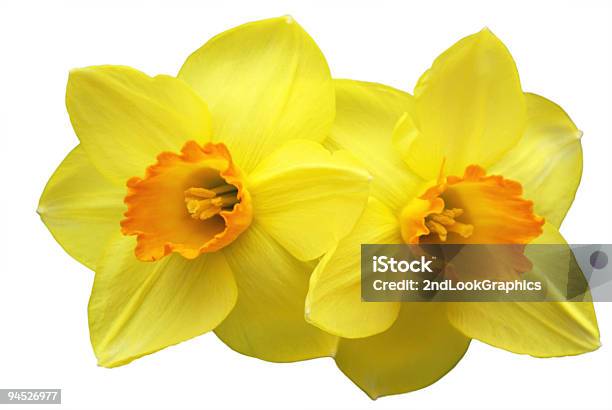 Daffodils 2 - おしべのストックフォトや画像を多数ご用意 - おしべ, オレンジ色, カットアウト