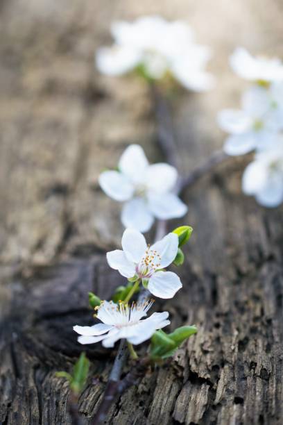 istock white blossom on old wood background shallow dof 945270386