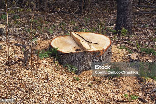 Дерево Уборки — стоковые фотографии и другие картинки Без людей - Без людей, Вырубка леса, Годичное кольцо
