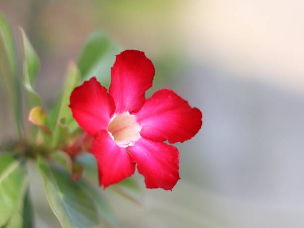 цветок пустыни - single flower desert spring red стоковые фото и изображения