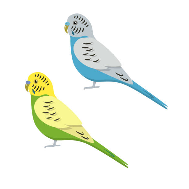 Budgerigar parrot icon in flat style Budgerigar or budgie parrot icon in flat style. Australian tropical bird symbol on white background budgerigar stock illustrations