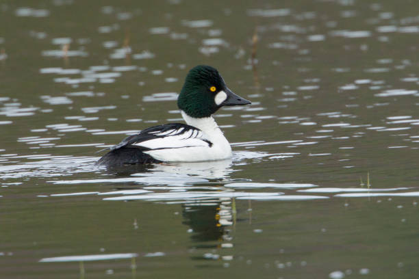 istock Common goldeneye in water. 945283070