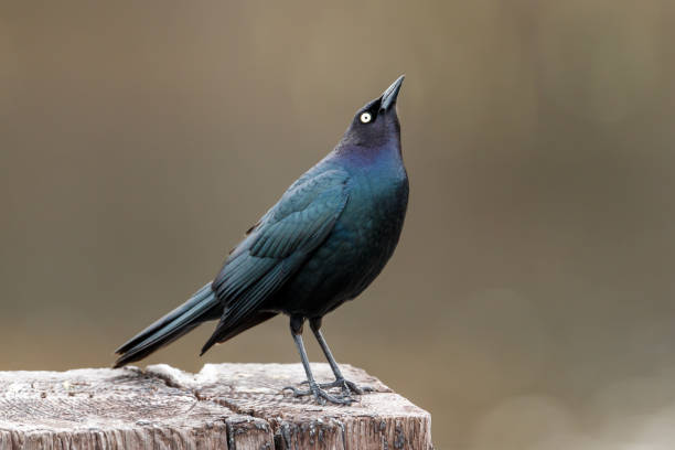 Perched brewer's blackbird in good form.