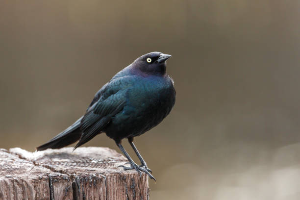 istock Sideview of brewer's blackbird. 945284418