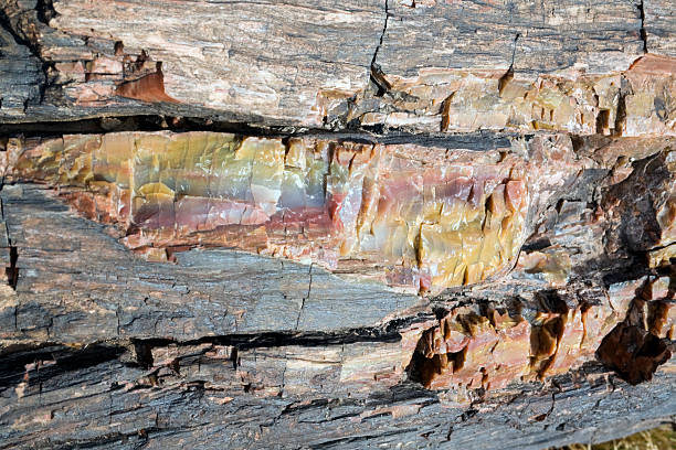 istock Petrified Wood - close up 94529056
