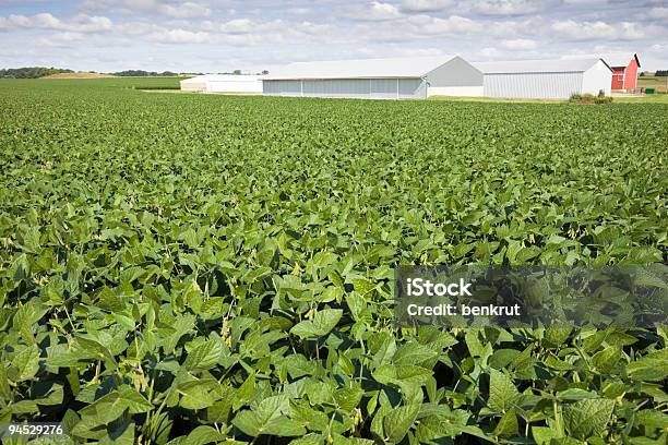 Green Sojabohne Field Stockfoto und mehr Bilder von Agrarbetrieb - Agrarbetrieb, Bohne, Farbbild