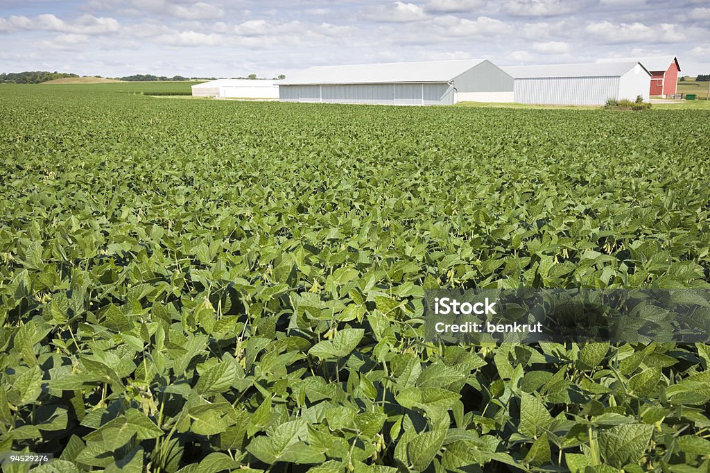 Verde campo de soja - Foto de stock de Agricultura royalty-free