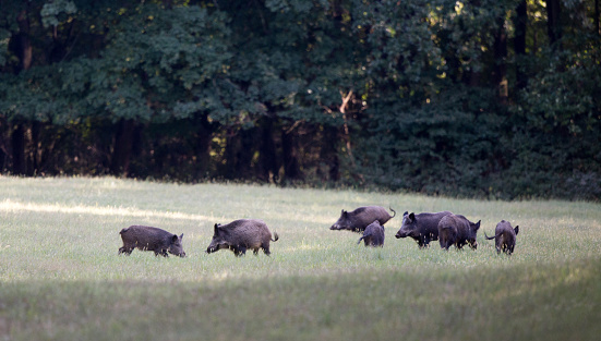 Group of wild boars standing on meadow in front of forest in summer time. Wildlife in natural habitat