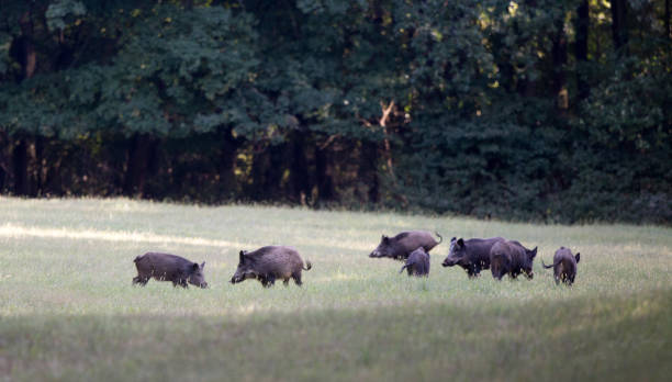 manada de javalis, andando na floresta - wild boar - fotografias e filmes do acervo