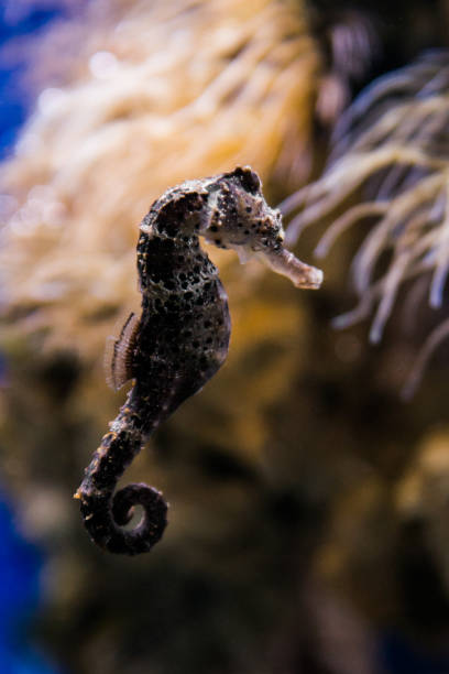 istock Estuaru seahorse 945304014