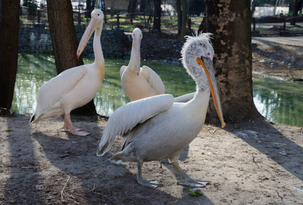 istock beautiful pelicans on the beach 945304152