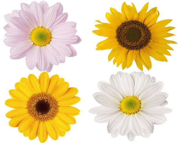 istock pink white and yellow flowers on a white background for design 945308298