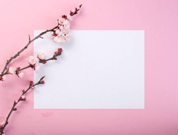 istock Flowering branch of a plum tree on pink frame 945308786