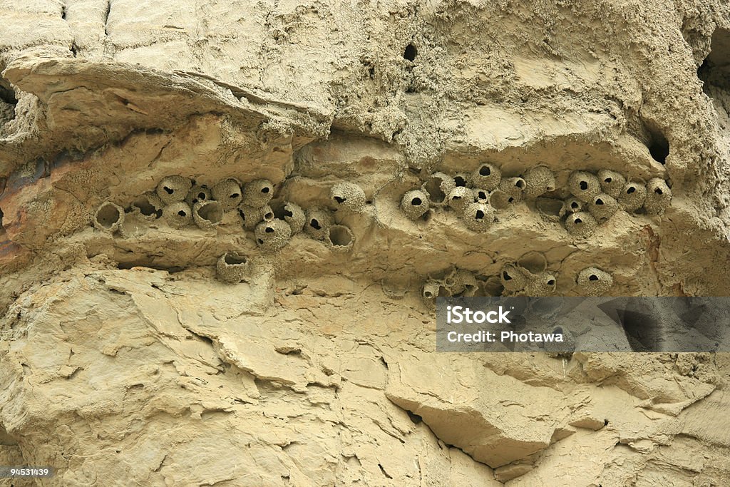 Birds Nests в Неплодородная почва - Стоковые фото Альберта роялти-фри