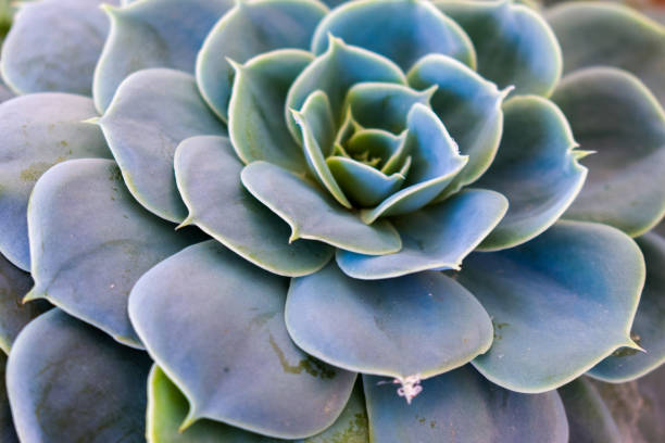 istock FLOWERS AND PLANTS IN THE FOREGROUND 945317348