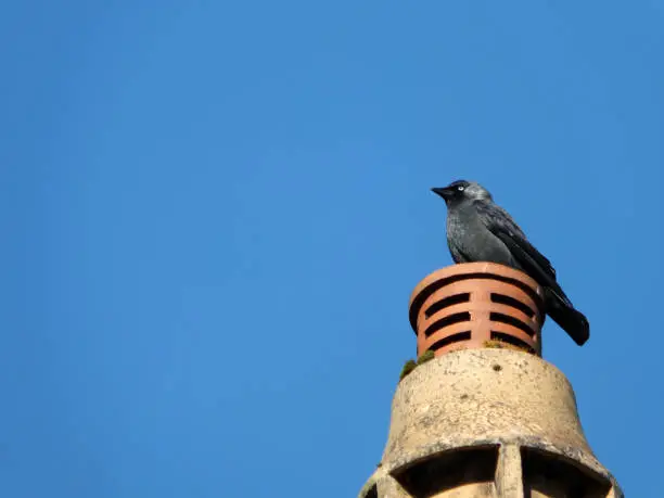 a common Eurasian jackdaw perched on a chimney with bright blue sky