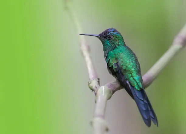 Indigo-capped Hummingbird ( Amazilia cyanifrons )
This Colombian endemic is rather territorial and defends its feeding territories from use by hummingbirds and other nectarivorous birds.