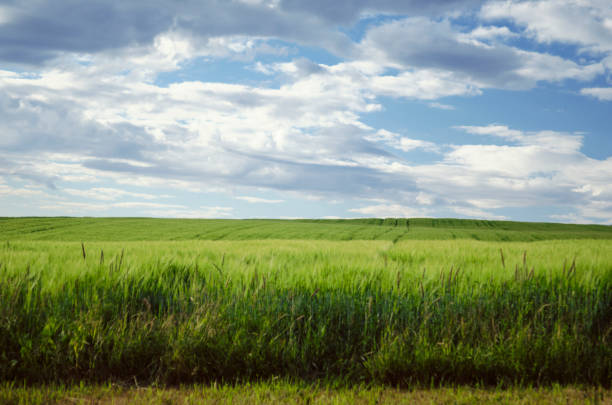 Great Plains Saskatchewan, Canada. Agriculture in Saskatchewan.