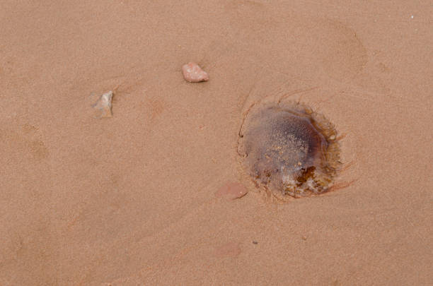 istock Beached jellyfish in the sand 945330210