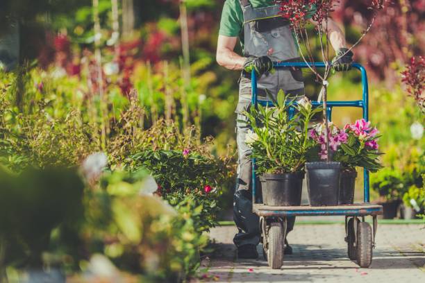 istock Garden Plants Shopping 945333020