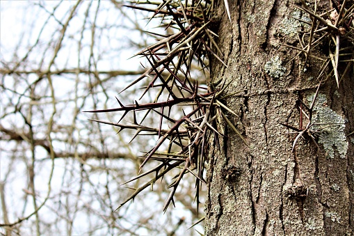 A honey locust tree in Ohio with thorns.