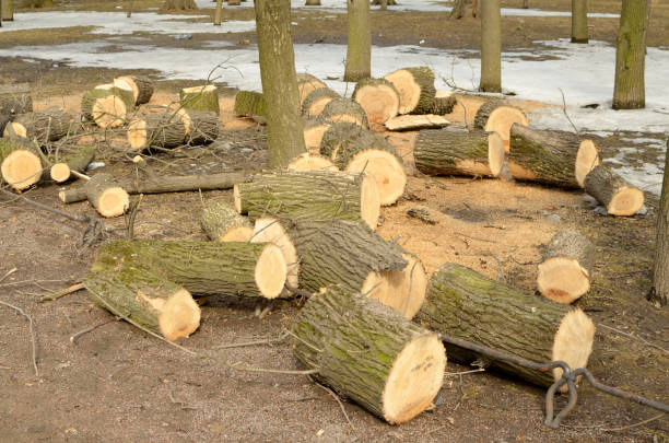 istock Cleaning the Park.Old trees are being cut down. 945336040