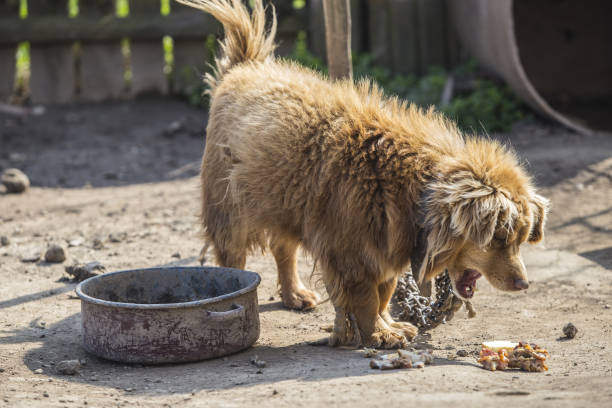 istock neglected dog eating leftover food 945339864
