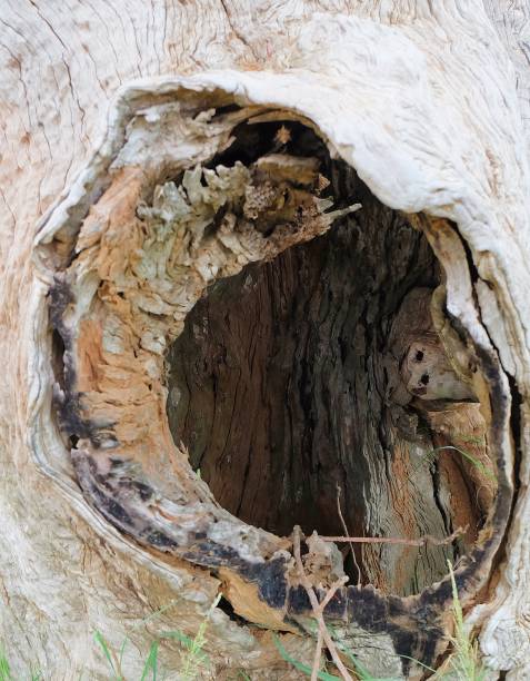 istock Closed up of Big Wooden Tree Hole 945340056
