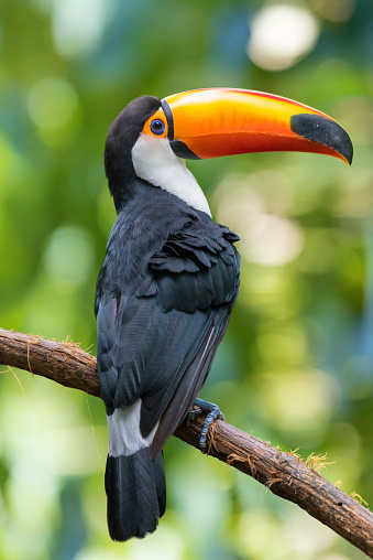 Green tropical rainforest with Toco Toucan ( Ramphastos toco )