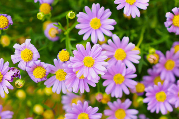 istock Beautiful daisy flowers on green meadow 945343288