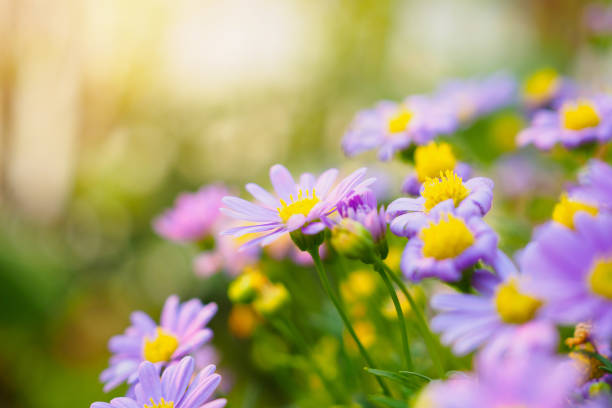istock Beautiful daisy flowers on green meadow 945343300