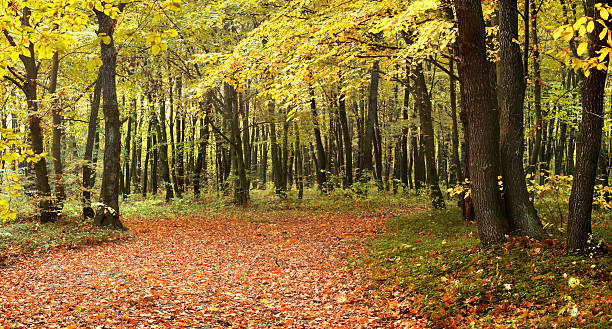 Autumn panorama stock photo