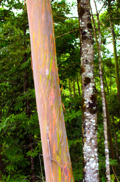 istock Colorful Rainbow Eucalyptus Tree in Costa Rica 945349930