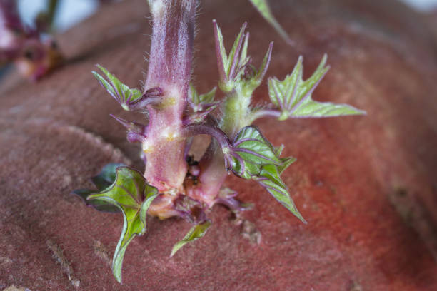 istock sprouts on a sweet potato 945350126