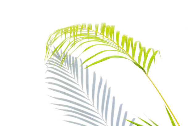 istock close up green palm leaves and shadows on a white wall background. 945354088